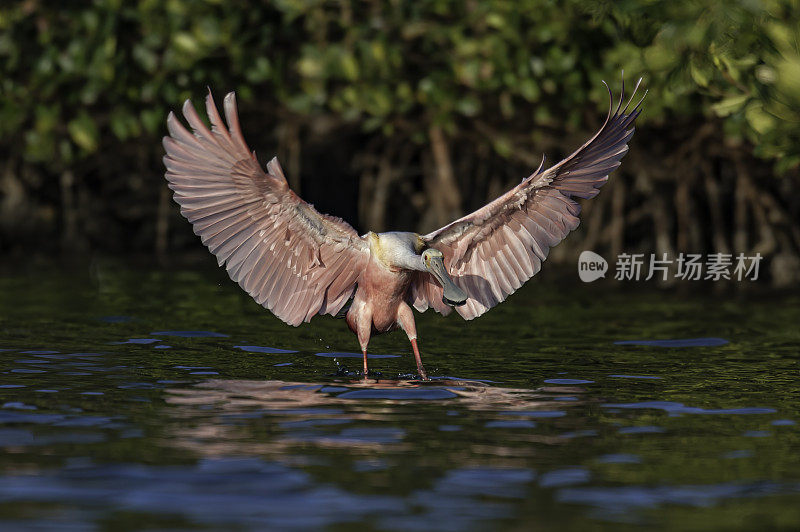 玫瑰色琵鹭，Platalea ajaja, Ajaia ajaja, Audubon Alafia银行鸟类保护区;鸟岛;希尔斯堡惨案湾;坦帕湾;佛罗里达。栖息。